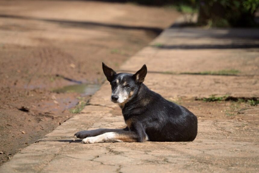 stray dog